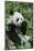 Giant Panda-null-Mounted Photographic Print