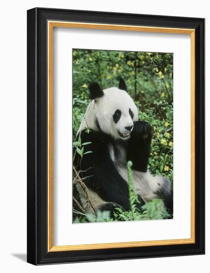 Giant Panda-null-Framed Photographic Print