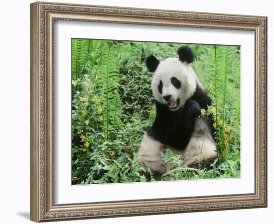 Giant Panda-null-Framed Photographic Print