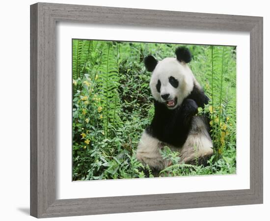 Giant Panda-null-Framed Photographic Print