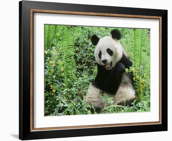 Giant Panda-null-Framed Photographic Print