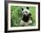 Giant Panda-null-Framed Photographic Print