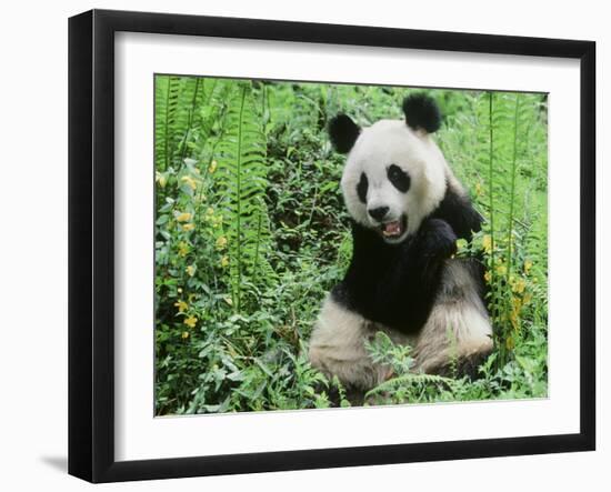 Giant Panda-null-Framed Photographic Print