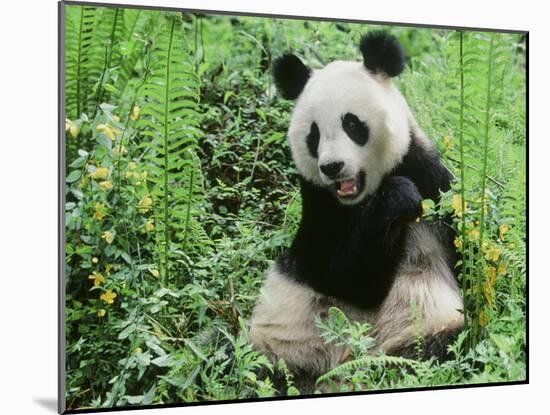 Giant Panda-null-Mounted Photographic Print