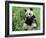 Giant Panda-null-Framed Photographic Print