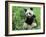 Giant Panda-null-Framed Photographic Print