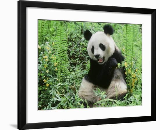 Giant Panda-null-Framed Photographic Print