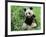 Giant Panda-null-Framed Photographic Print