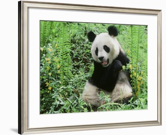 Giant Panda-null-Framed Photographic Print