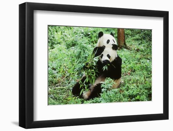 Giant Panda-null-Framed Photographic Print