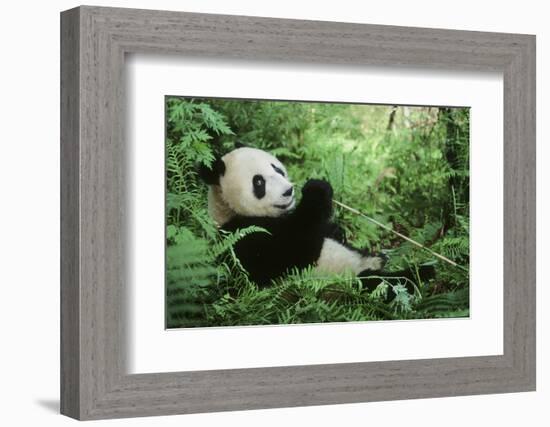 Giant Panda-null-Framed Photographic Print