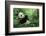 Giant Panda-null-Framed Photographic Print