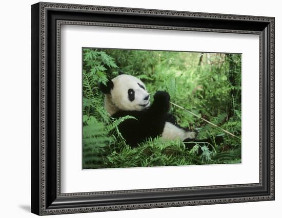 Giant Panda-null-Framed Photographic Print