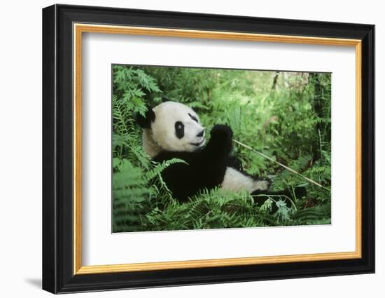 Giant Panda-null-Framed Photographic Print