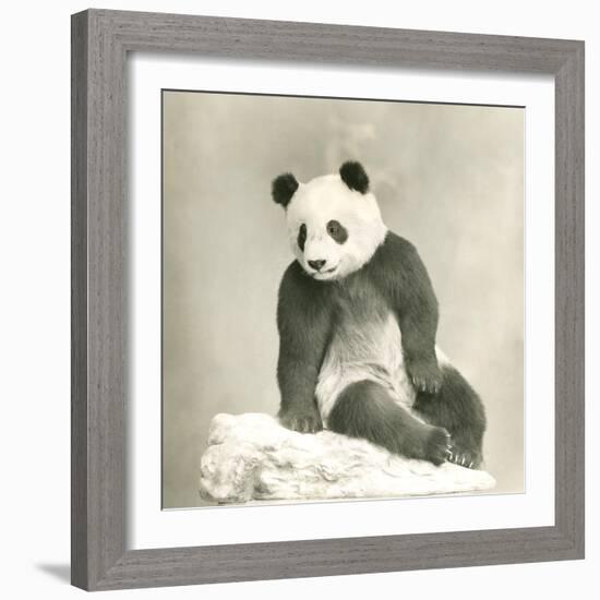 Giant Panda-null-Framed Photo