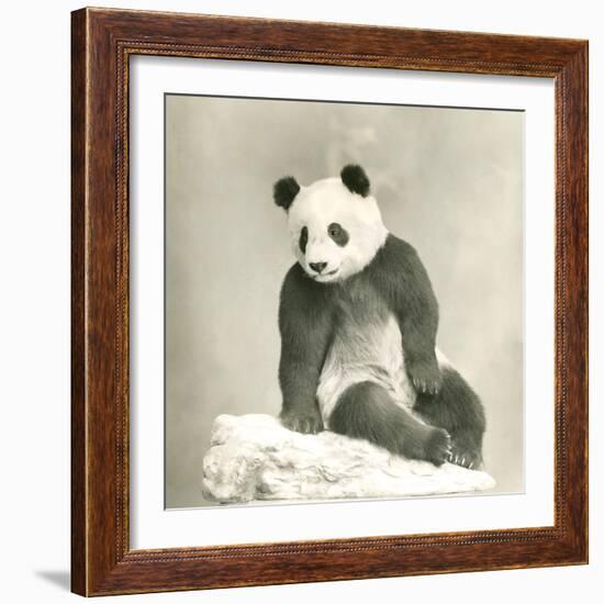 Giant Panda-null-Framed Photo