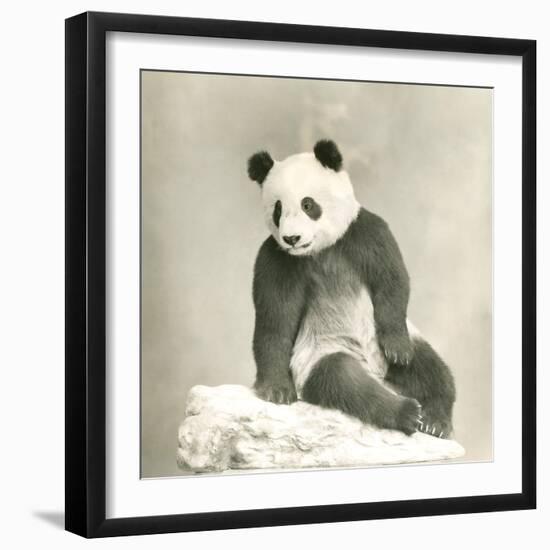 Giant Panda-null-Framed Photo