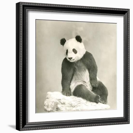 Giant Panda-null-Framed Photo