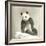 Giant Panda-null-Framed Photo