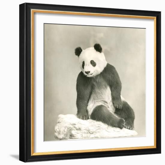 Giant Panda-null-Framed Photo