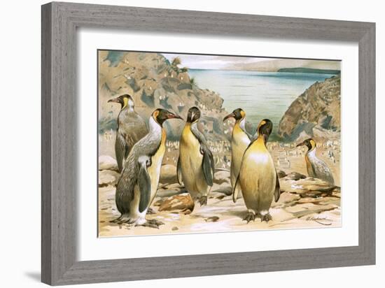 Giant Penguins-Wilhelm Kuhnert-Framed Giclee Print