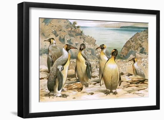 Giant Penguins-Wilhelm Kuhnert-Framed Giclee Print