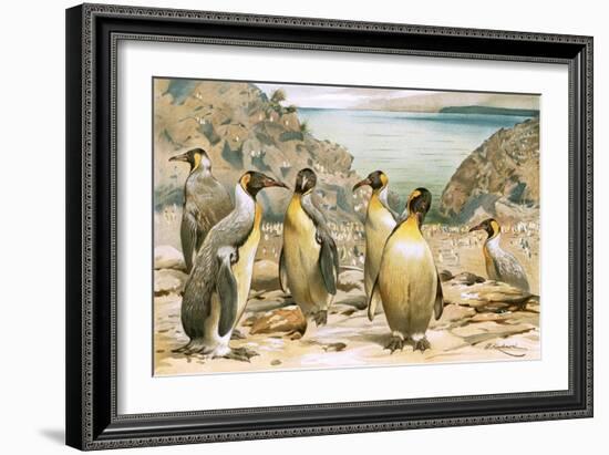 Giant Penguins-Wilhelm Kuhnert-Framed Giclee Print