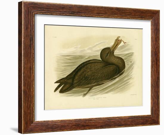 Giant Petrel, 1891-Gracius Broinowski-Framed Giclee Print