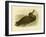 Giant Petrel, 1891-Gracius Broinowski-Framed Giclee Print
