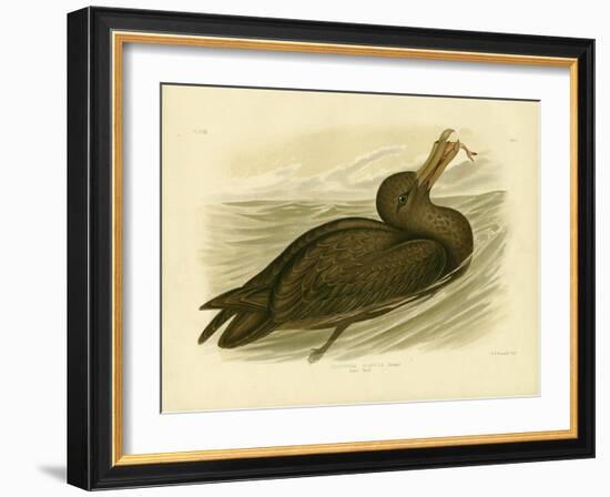 Giant Petrel, 1891-Gracius Broinowski-Framed Giclee Print