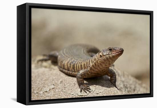 Giant Plated Lizard (Gerrhosaurus Validus), Kruger National Park, South Africa, Africa-James Hager-Framed Premier Image Canvas