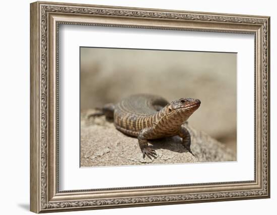 Giant Plated Lizard (Gerrhosaurus Validus), Kruger National Park, South Africa, Africa-James Hager-Framed Photographic Print