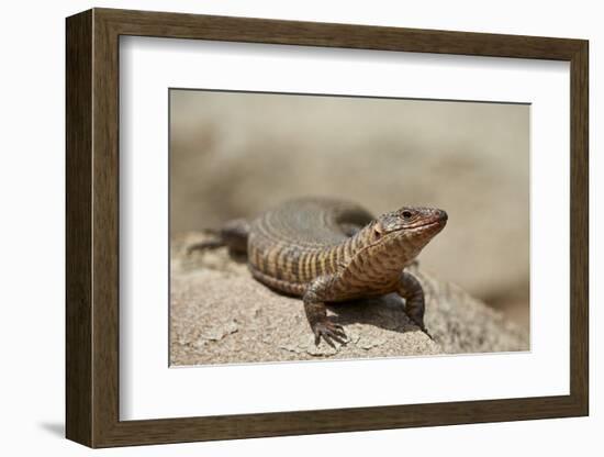 Giant Plated Lizard (Gerrhosaurus Validus), Kruger National Park, South Africa, Africa-James Hager-Framed Photographic Print