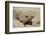 Giant Plated Lizard (Gerrhosaurus Validus), Kruger National Park, South Africa, Africa-James Hager-Framed Photographic Print