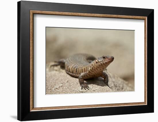 Giant Plated Lizard (Gerrhosaurus Validus), Kruger National Park, South Africa, Africa-James Hager-Framed Photographic Print