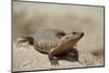 Giant Plated Lizard (Gerrhosaurus Validus), Kruger National Park, South Africa, Africa-James Hager-Mounted Photographic Print
