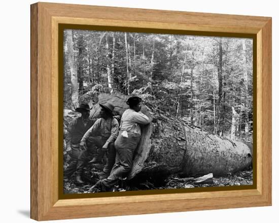 Giant Poplar on the William Sic, West Virginia-null-Framed Stretched Canvas