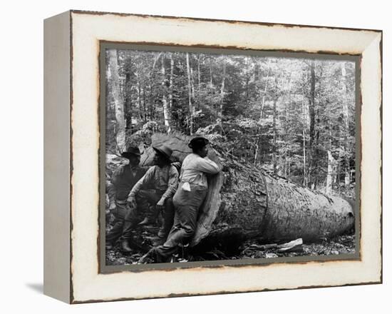 Giant Poplar on the William Sic, West Virginia-null-Framed Stretched Canvas