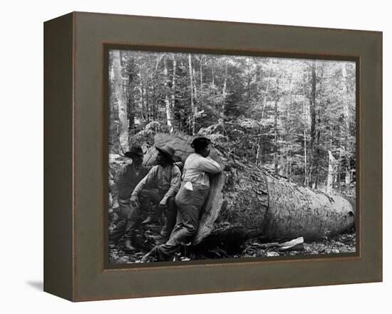 Giant Poplar on the William Sic, West Virginia-null-Framed Stretched Canvas