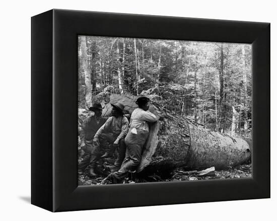 Giant Poplar on the William Sic, West Virginia-null-Framed Stretched Canvas