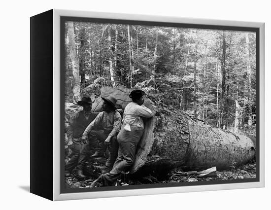 Giant Poplar on the William Sic, West Virginia-null-Framed Stretched Canvas