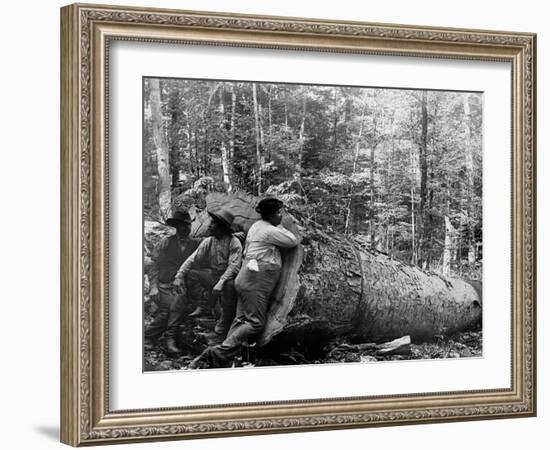 Giant Poplar on the William Sic, West Virginia-null-Framed Photo