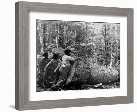 Giant Poplar on the William Sic, West Virginia-null-Framed Photo