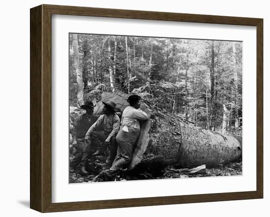 Giant Poplar on the William Sic, West Virginia-null-Framed Photo