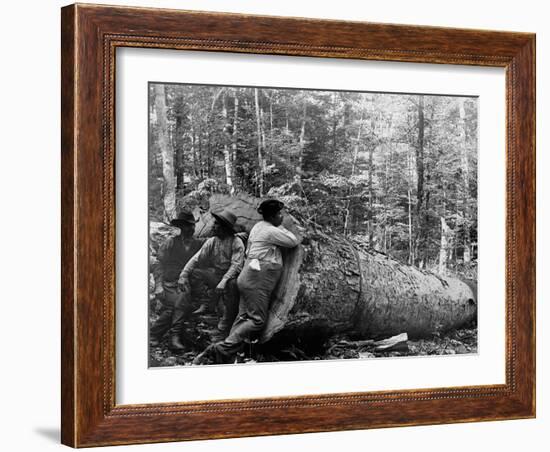 Giant Poplar on the William Sic, West Virginia-null-Framed Photo