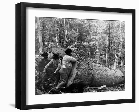 Giant Poplar on the William Sic, West Virginia-null-Framed Photo