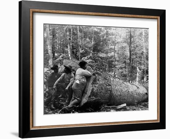 Giant Poplar on the William Sic, West Virginia-null-Framed Photo