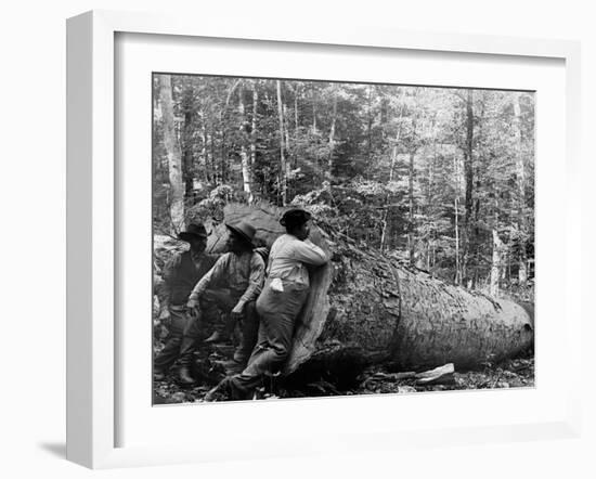 Giant Poplar on the William Sic, West Virginia-null-Framed Photo