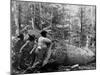 Giant Poplar on the William Sic, West Virginia-null-Mounted Photo