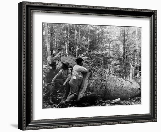 Giant Poplar on the William Sic, West Virginia-null-Framed Photo